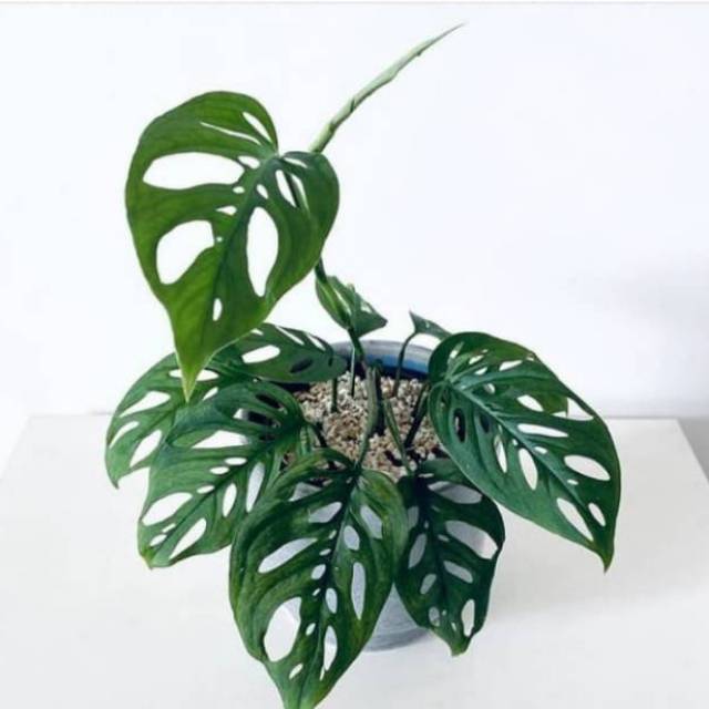 Monstera Adansoni Tanaman Hias Janbol Adansonii Bibit Monstera Adansoni Original Shopee Indonesia