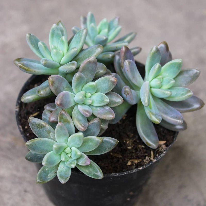 sukulen Graptopetalum Fransesco baldii