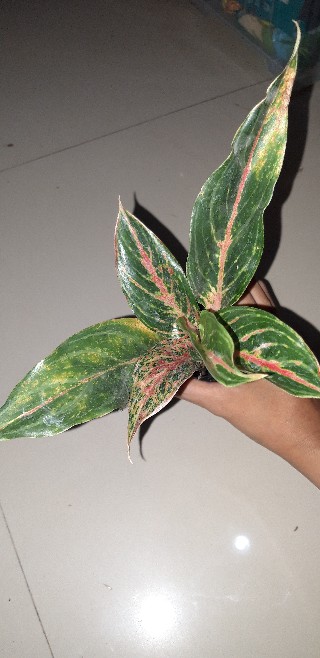 Aglonema Widuri / Aglaonema Red Peacock Remaja