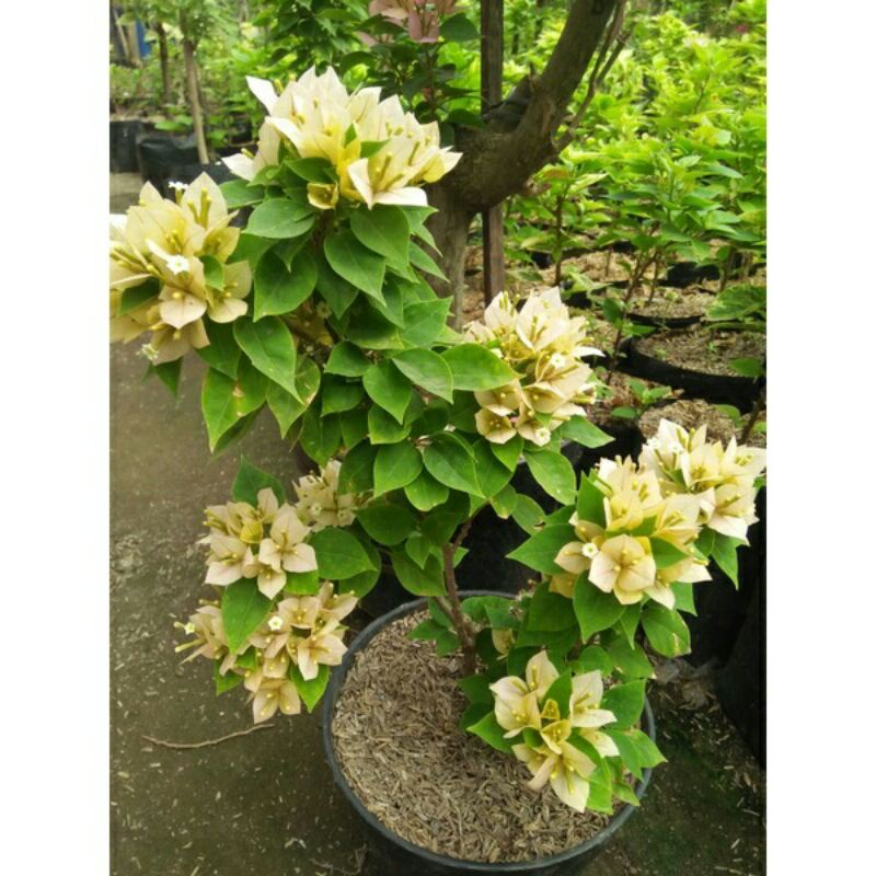 Bibit Bunga Hias Hidup Bougenville Singapur Varigata Kuning Murah