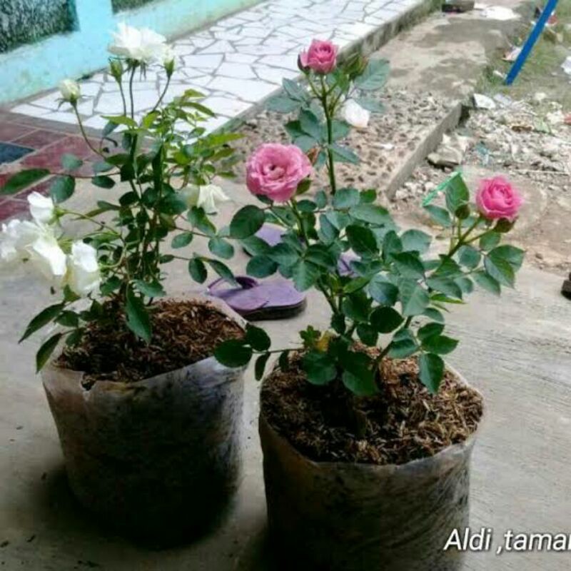 Bunga Mawar Hidup Tanaman Hias Cantik Bunga Mawar Hidup Shopee Indonesia