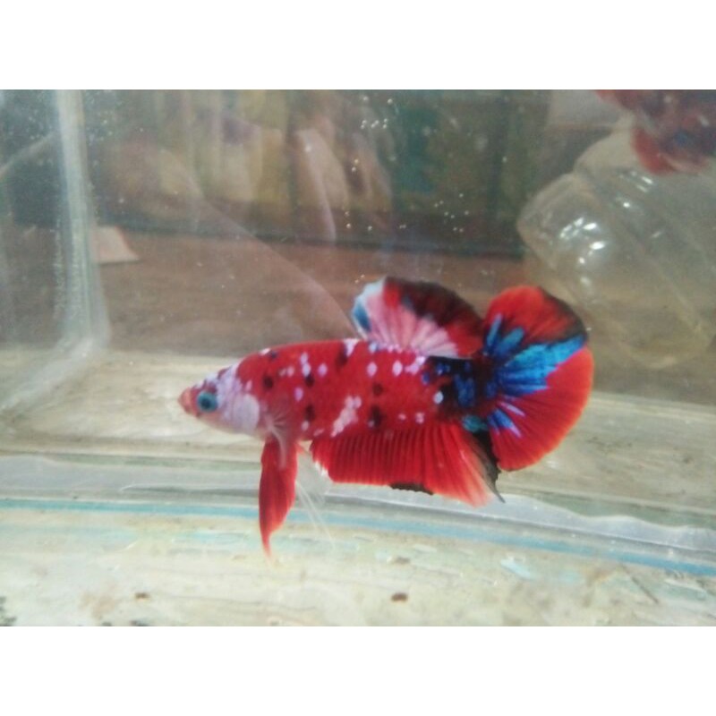 CUPANG RED KOI GALAXI