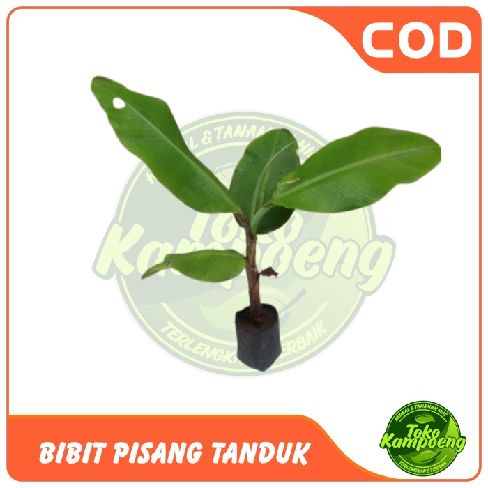 Bibit pisang tanduk /agung lumajang isi 2 bibit.