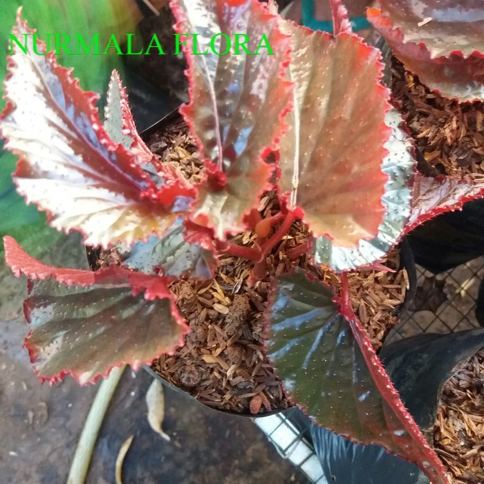 tanaman begonia - tanaman gantung - begonia