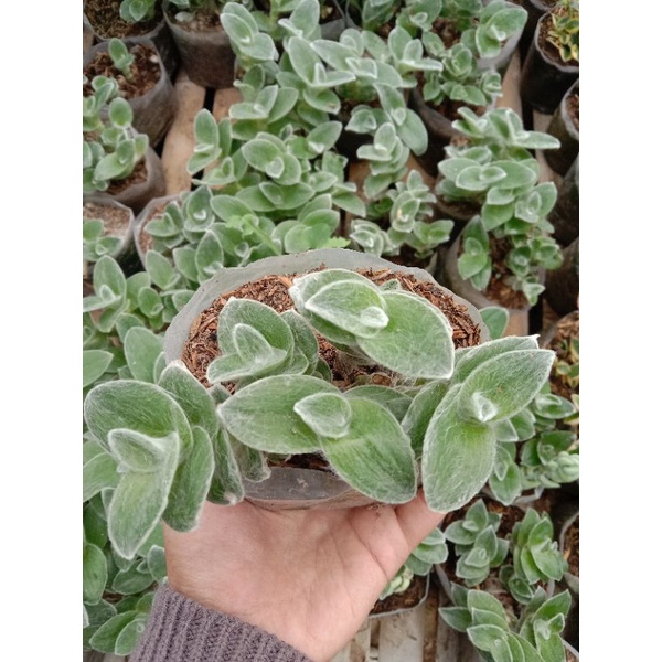 Tanaman Hias Tradescantia Sillamontana/ Sukulen Kalanchoe Bludru