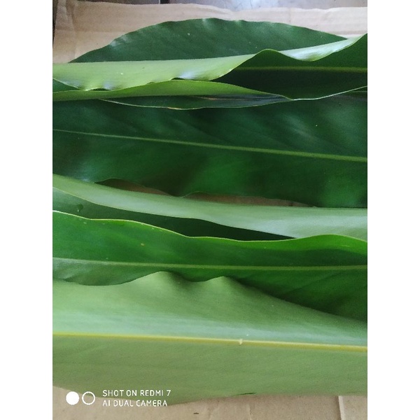 

daun walang rempah