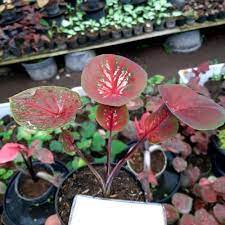 keladi doreng / umbi keladi doreng merah putih/keladimurah