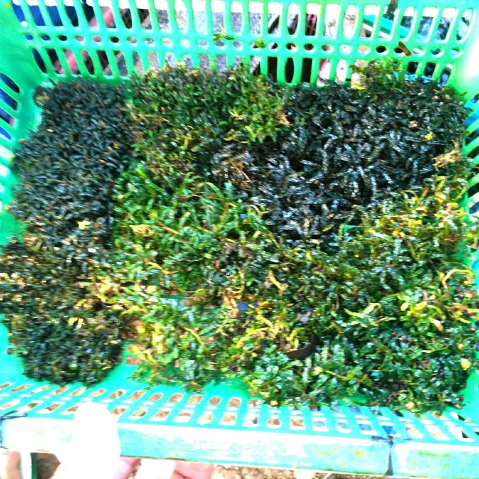 READY bucephalandra super mini Catherine per keranjang Murah