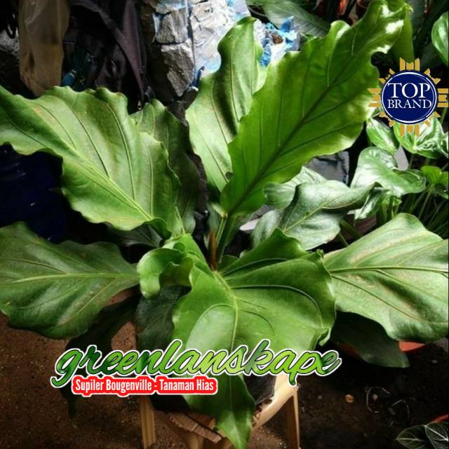 Tanaman Hias Anthorium Anthurium Wave Of Love Gelombang Cinta Tanaman Indoor Shopee Indonesia