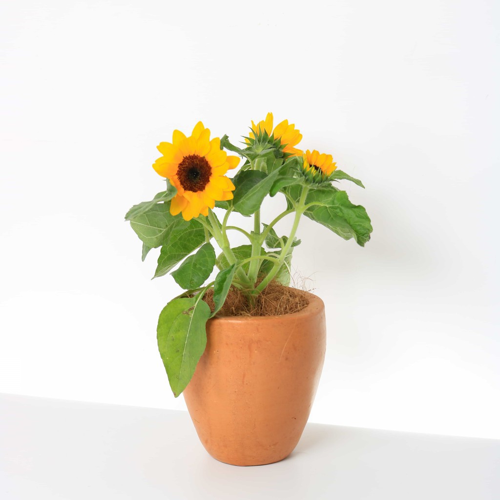 TANAMAN HIDUP BUNGA MATAHARI MINI ASLI