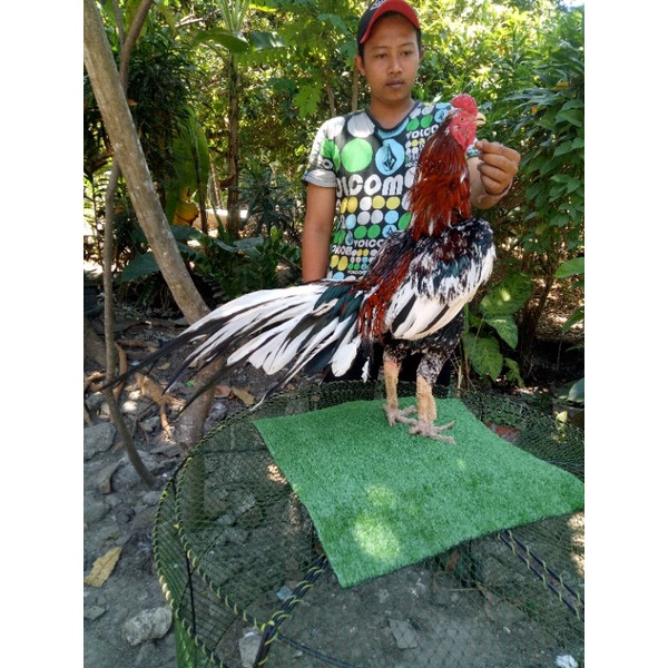 

Telur ayam bangkok Asli Fresh