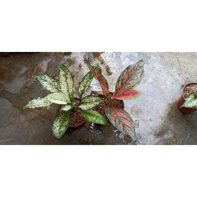 paket 2 aglonema merah putih