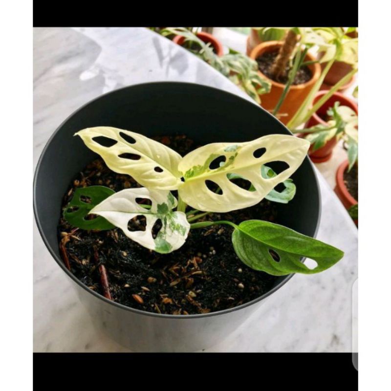 Bonggol Monstera Variegata JandaBolong Adansoni
