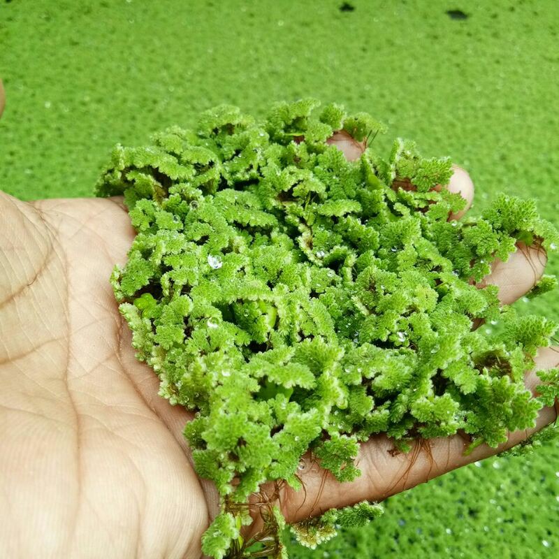 

azolla