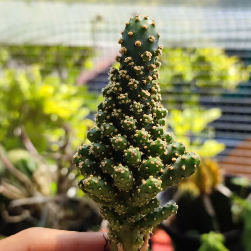 Opuntia Monacantha Blue Cluster Kaktus