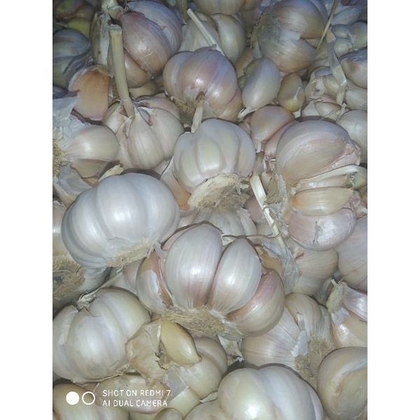 

bawang putih