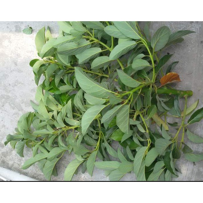 10 Bibit Entres Pucuk Alpukat Lam Hass Australia