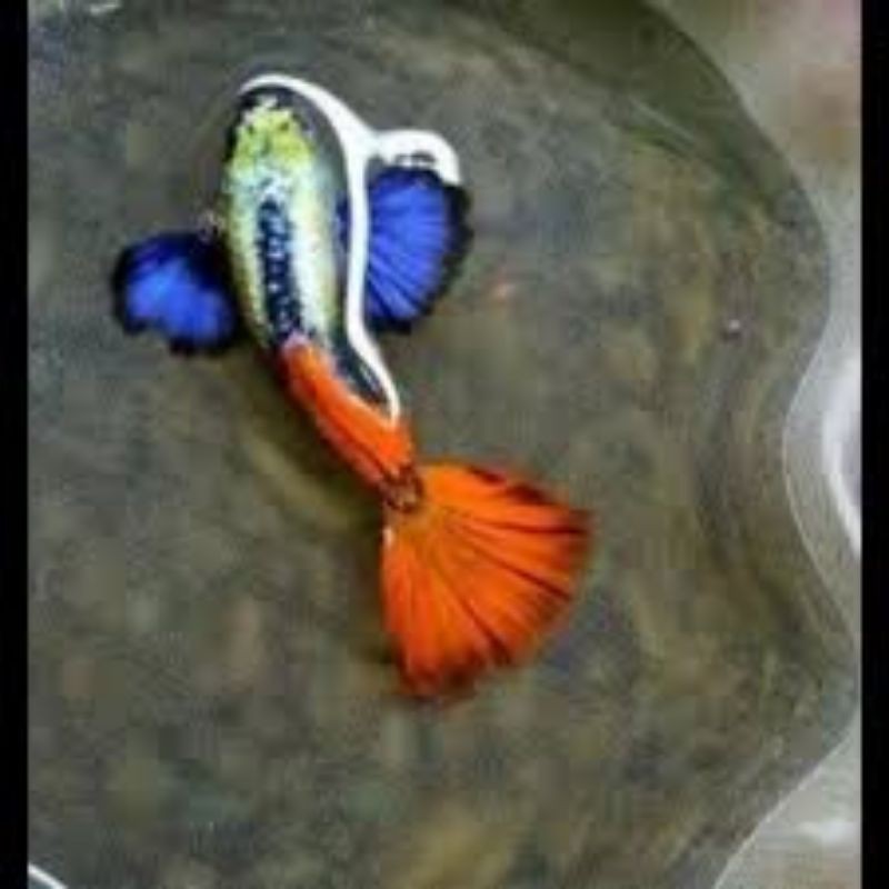 ikan hias Guppy platinum red tail Dumbo ear (PRTDE)
