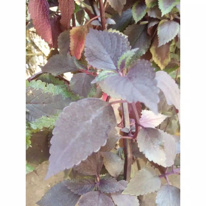 

Daun iler atau jawer kotok per 500 gram