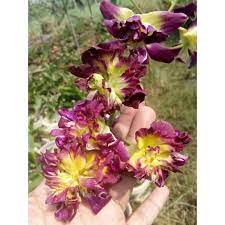dendrobium mawar besar