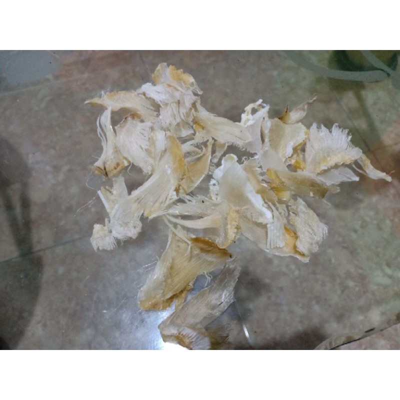 

sirip ikan hiu kecil kering