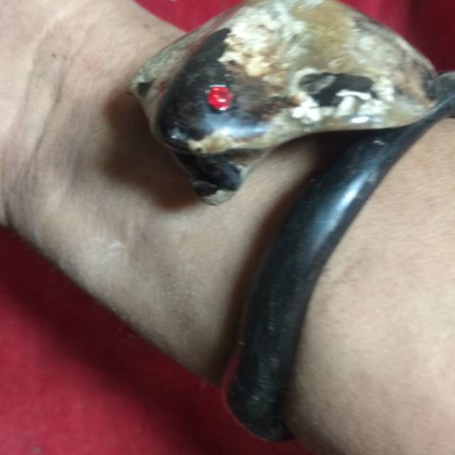 

kobra besar