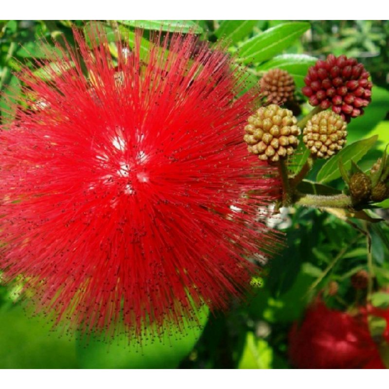 bunga kaliandra#bibit kaliandra#bibit bunga kaliandra#bunga kaliandra merah#kaliandra merah