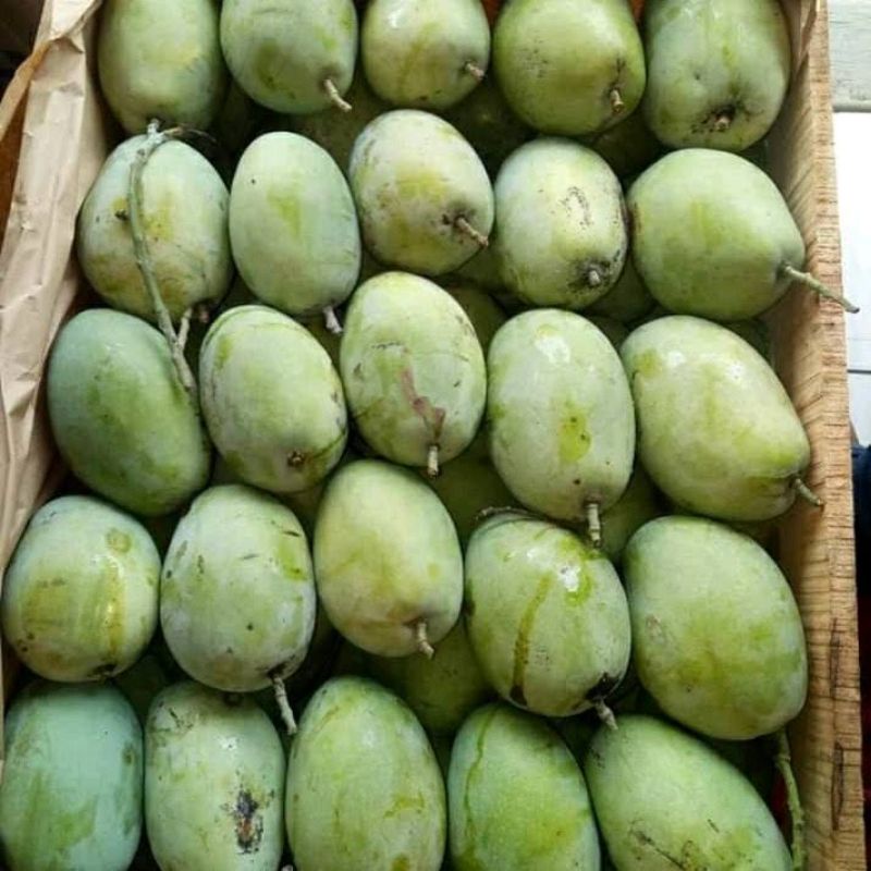 

mangga dermayu asli indramayu 10kg