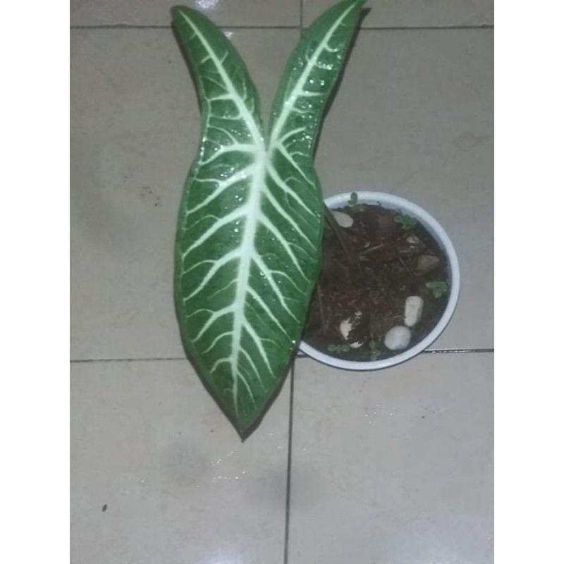 caladium lindenii,keladi zebra,antasoma
