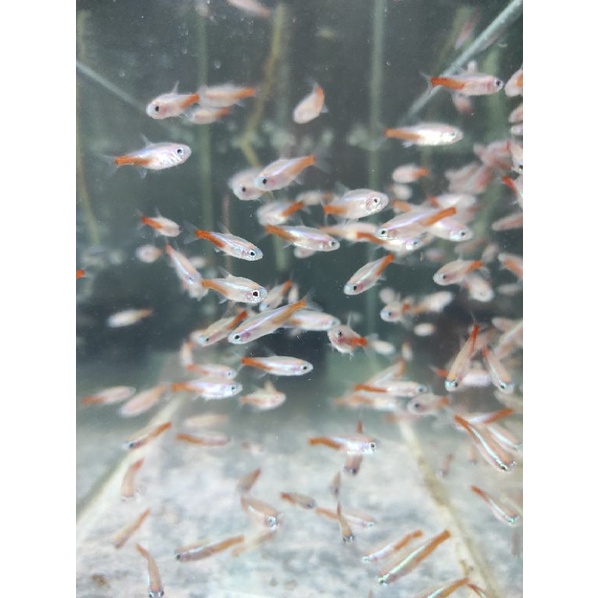 Neon albino tetra untuk aquarium aquascape