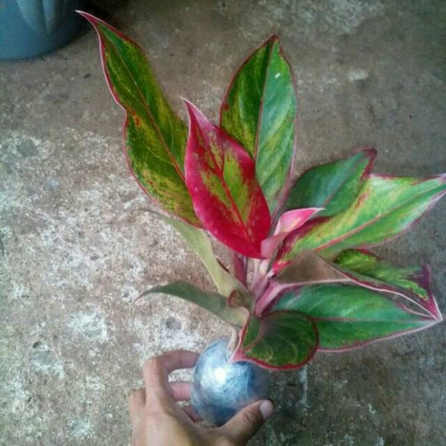 aglonema lipstik,, pohon aglonema lipstik