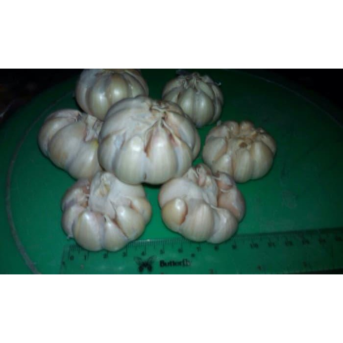 

Bawang putih BERKUALITAS