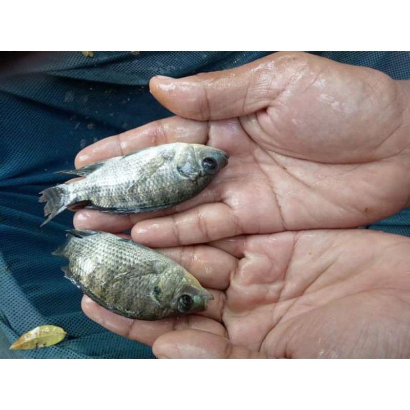 nila nirwana3 ukuran silet