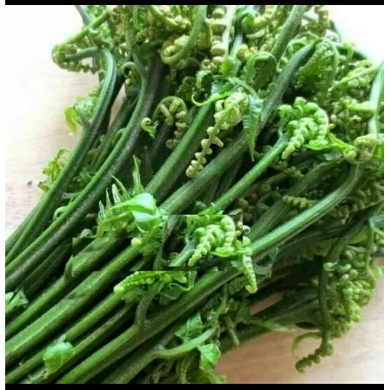 

Pakis sayur siap masak