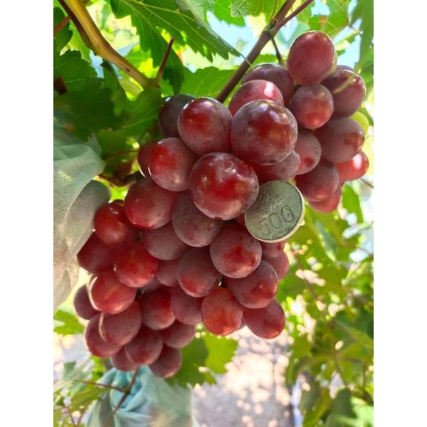 bibit anggur merah import