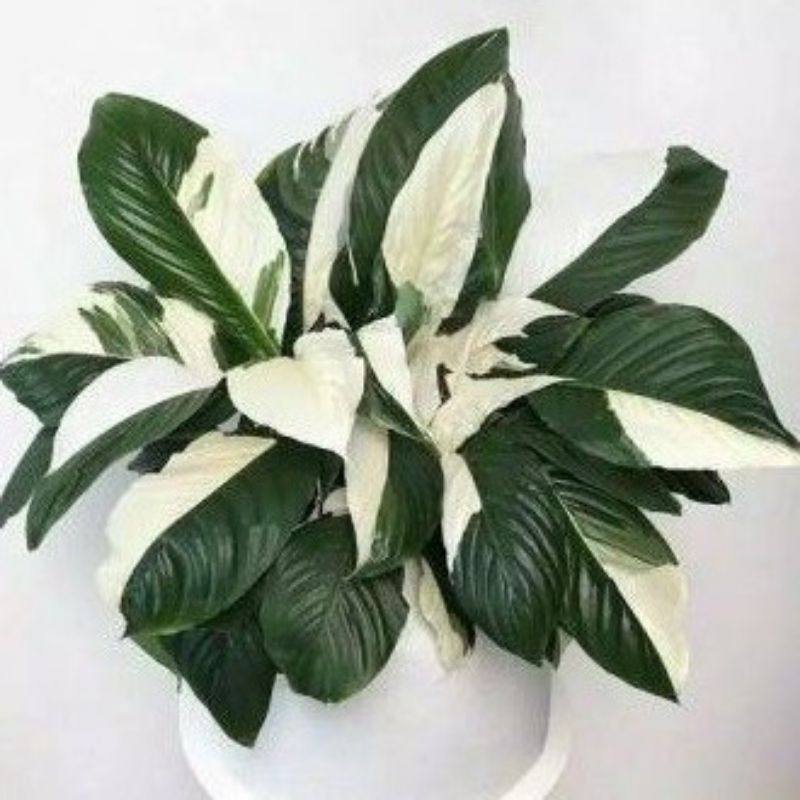 Tanaman hias peace lily putih - Pohon sepatu filum varigata