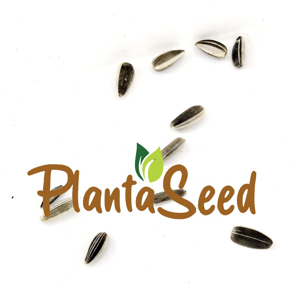 PlantaSeed - 10 Seeds - Sunspot Sunflower Benih Biji Bunga - PAS0235