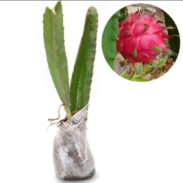 

Bibit buah naga