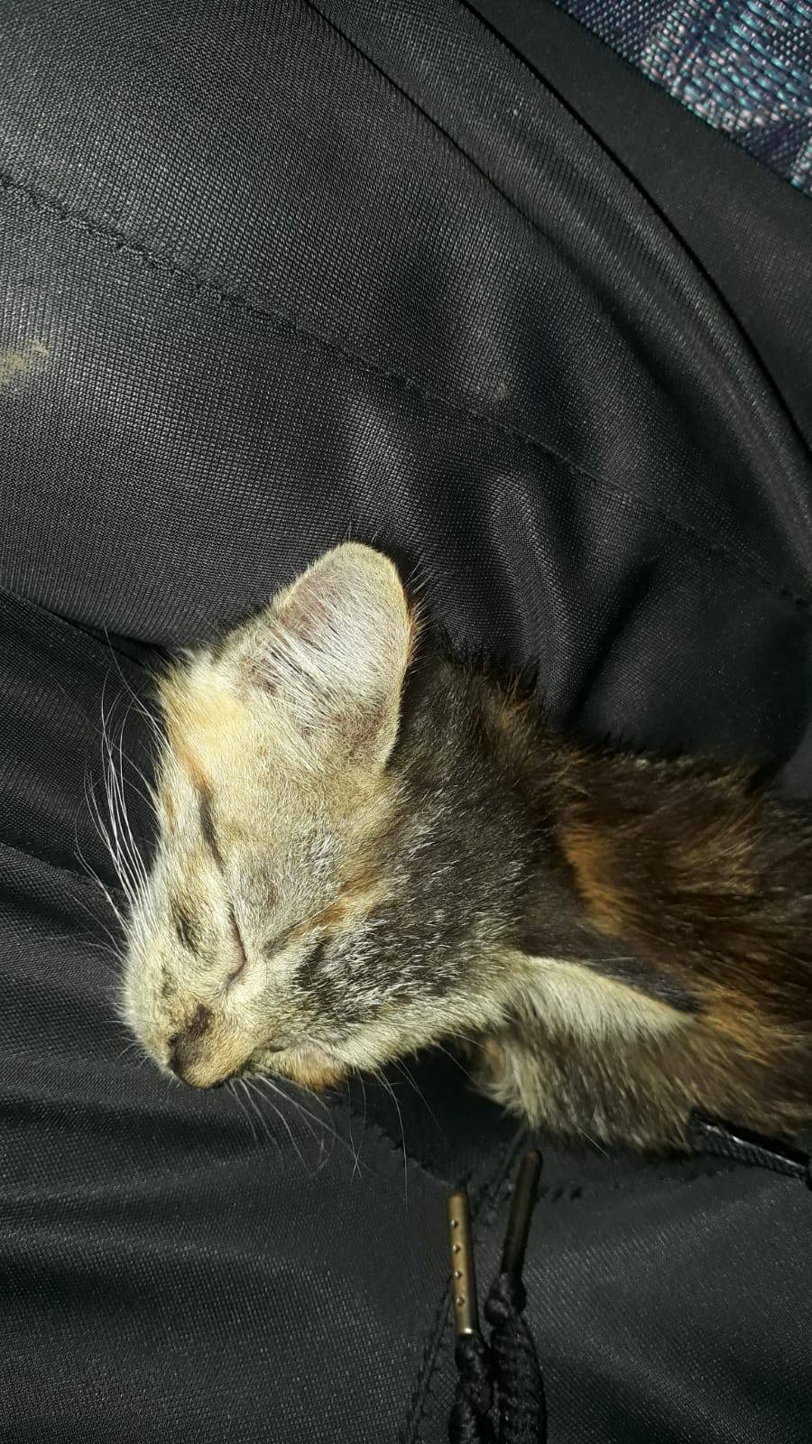 Jasa Potong Stiker Kaca Sesuai Ukuran Jendela / Custom