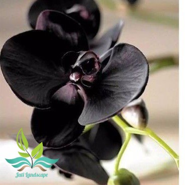 promo!! tanaman hias bibit anggrek-pohon bunga anggrek hitam Papua