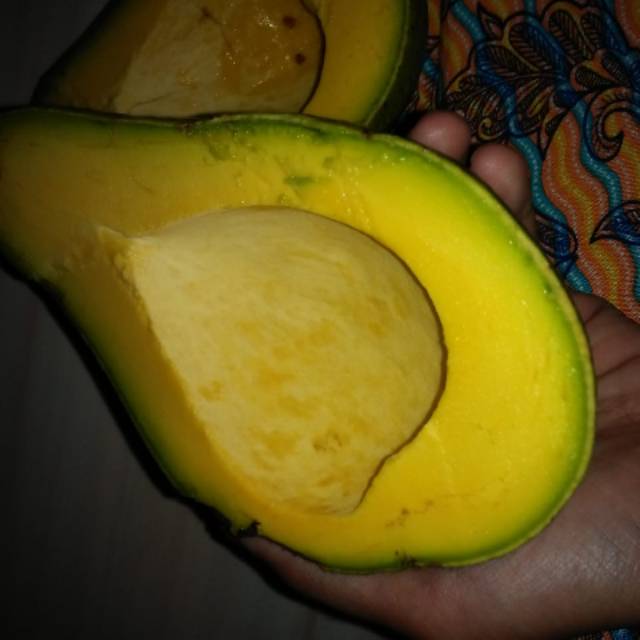 

Alpukat Jumbo No 1