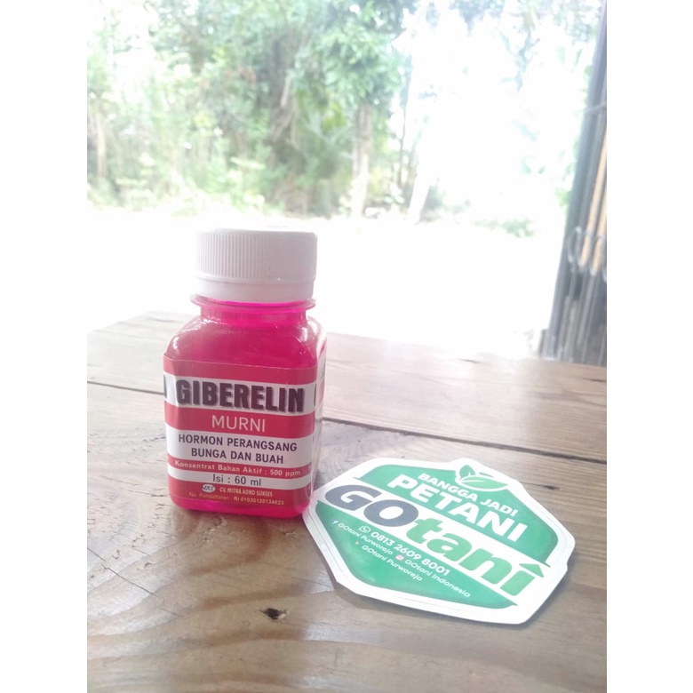 HORMON GIBERELIN