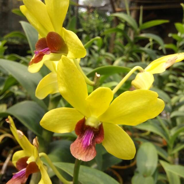 Anggrek Dendrobium Thongchai Gold