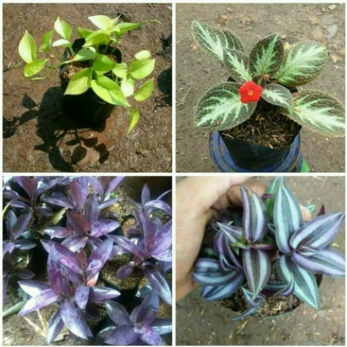 4 paket Tanaman hias hidup gantung - paket murah Tanaman hias gantung