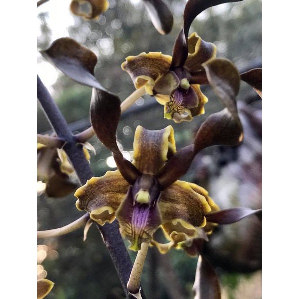 Anggrek Vanda Seedling Hybrid - bibit bunga - N2671 - d.savin white X d.helix pb BERGARANSI