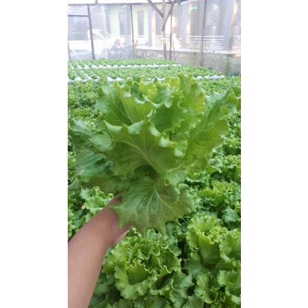 

selada hidroponik 1 netpot (1 pohon)