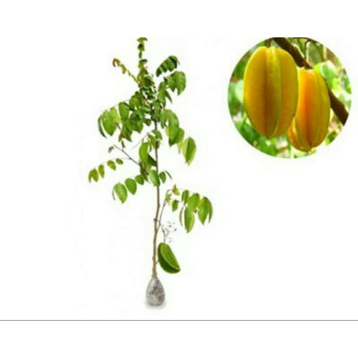 belimbing bangkok merah