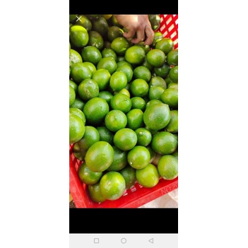 

lemon hijau California