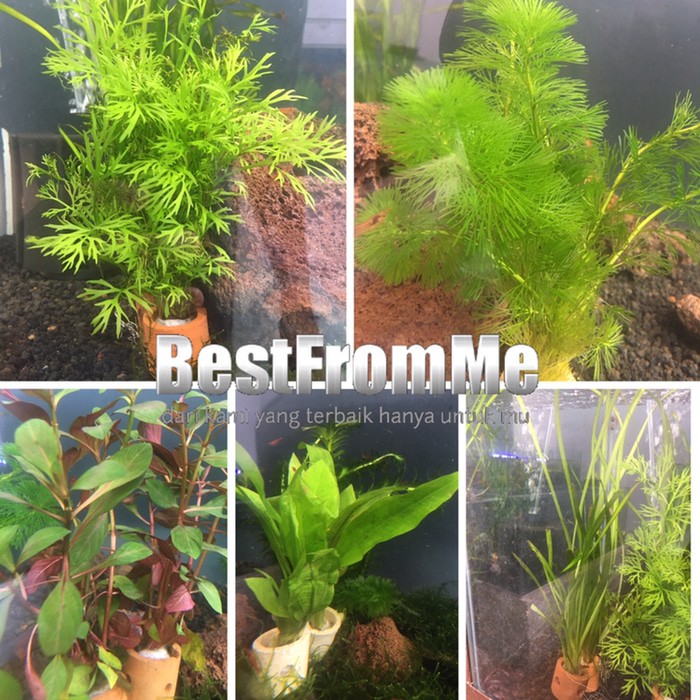 Tanaman Hias Pot Aquascape Aneka Jenis Shopee Indonesia