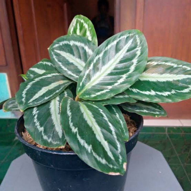 Tanaman hias calathea silver black murah